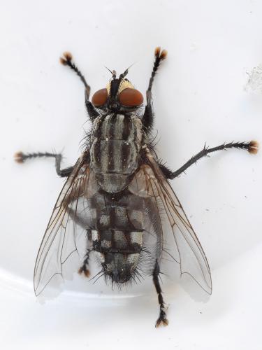Sarcophaga sp.